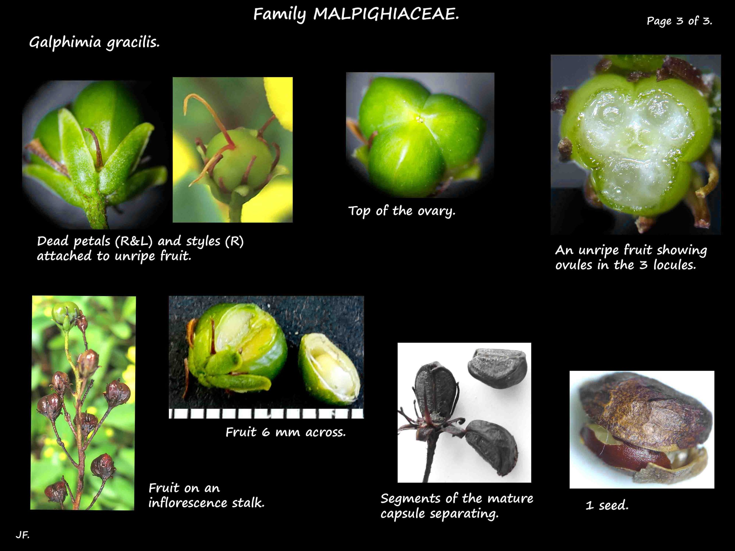 3 Fruit & seeds of Galphimia gracilis